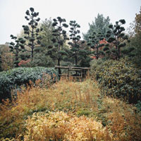 Image of autumn trees.