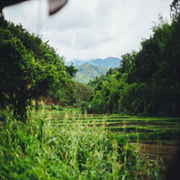 Image of a plantation.